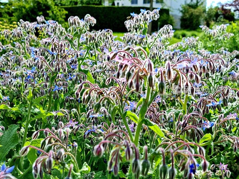 琉璃苣(Borago officinalis)